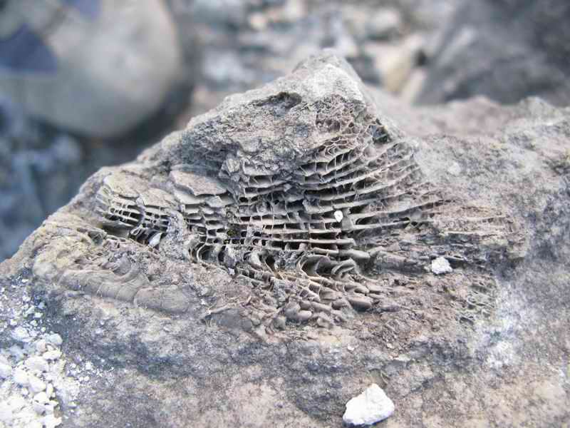 Окаменелости Окаменелости на Дюкинских карьерах